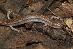 Batrachoseps pacificus