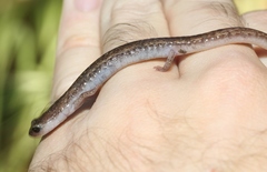 Batrachoseps pacificus