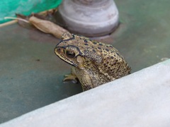 Duttaphrynus melanostictus