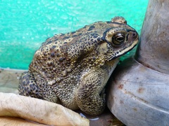 Duttaphrynus melanostictus