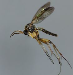 Allocotocera crassipalpis