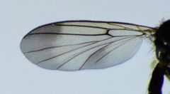 Allocotocera crassipalpis