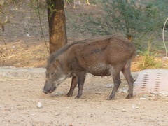 Sus scrofa cristatus