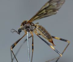Amphineurus fatuus