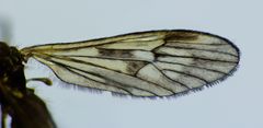 Amphineurus fatuus