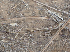 Sitana