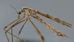 Austrolimnophila atripes