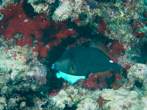 Sandwich isle file (Cantherhines sandwichiensis) — Monacanthidae — 4