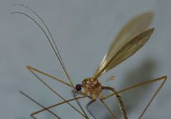 Atarba eluta