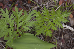 Artemisia maximovicziana