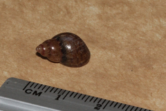 Phasianella solida