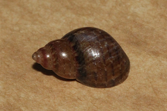 Phasianella solida