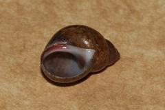 Phasianella solida