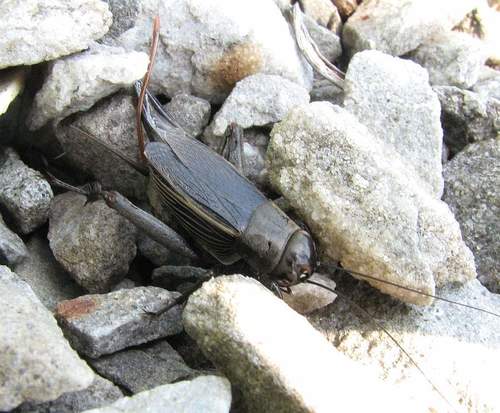 Photo of Fall Field Cricket (Gryllus pennsylvanicus)