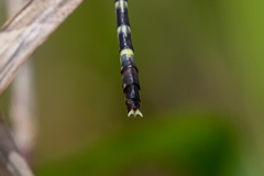 Austroepigomphus praeruptus