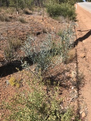 Acacia aphylla