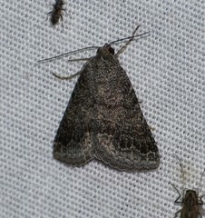 Matigramma pulverilinea