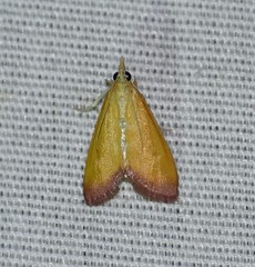 Xanthostege roseiterminalis