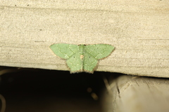 Chloropteryx nordicaria