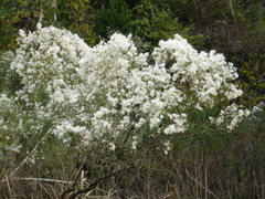 Baccharis halimifolia image