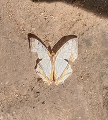 Cyrestis thyodamas indica