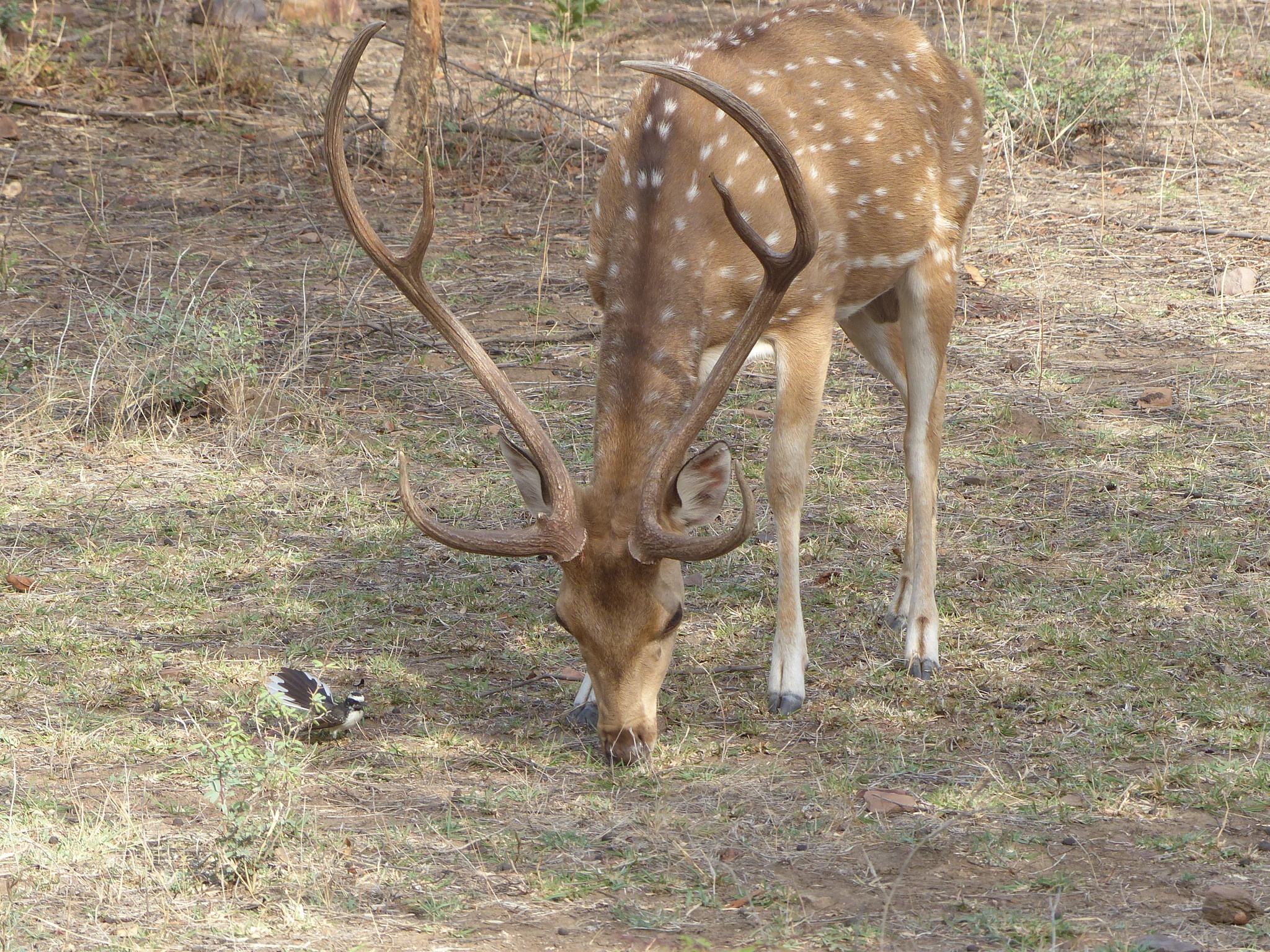 White-browed Fantail