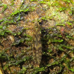 Austrolimnophila