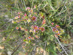 Diosma fallax