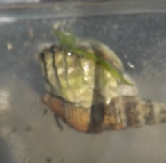 Clibanarius longitarsus