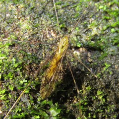 Discobola tessellata