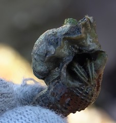 Clibanarius longitarsus