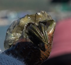 Clibanarius longitarsus