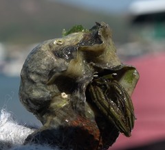 Clibanarius longitarsus