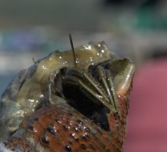 Clibanarius longitarsus