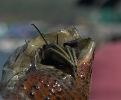 Clibanarius longitarsus