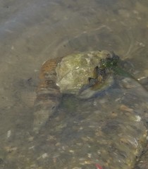 Clibanarius longitarsus