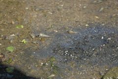 Clibanarius longitarsus