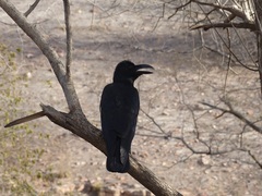 Corvus macrorhynchos culminatus