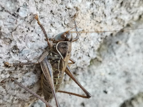 Gampsocleis carinata
