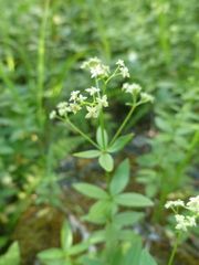 Galium oreganum