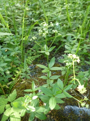 Galium oreganum