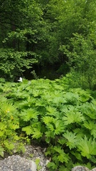 Petasites tatewakianus