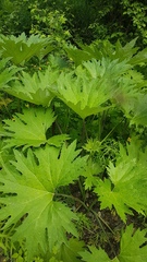 Petasites tatewakianus