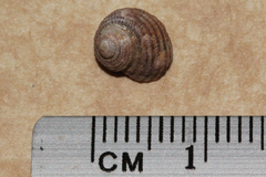 Herpetopoma