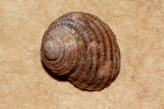 Herpetopoma