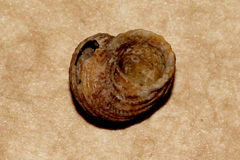 Herpetopoma