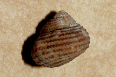 Herpetopoma