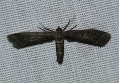 Glaucina erroraria