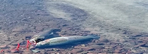 iNaturalist observation 2020-05-10
