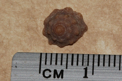 Bembicium auratum